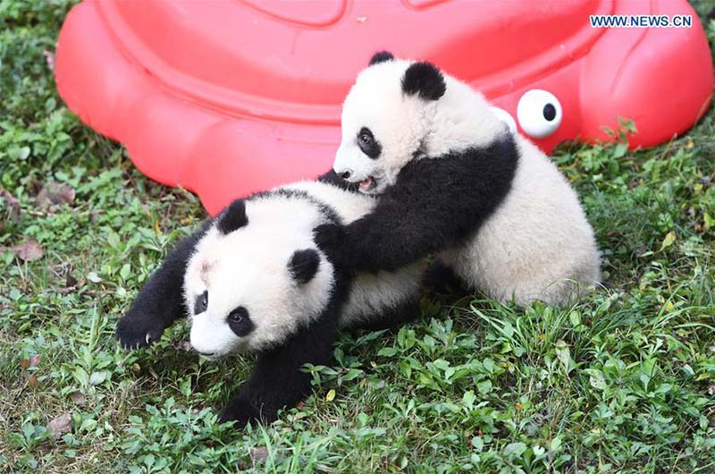 Le zoo de Chongqing organise une fête d'anniversaire pour quatre petits pandas de six mois