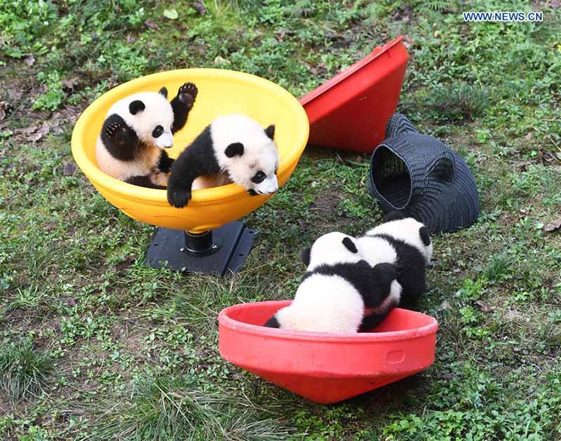 Le zoo de Chongqing organise une fête d'anniversaire pour quatre petits pandas de six mois