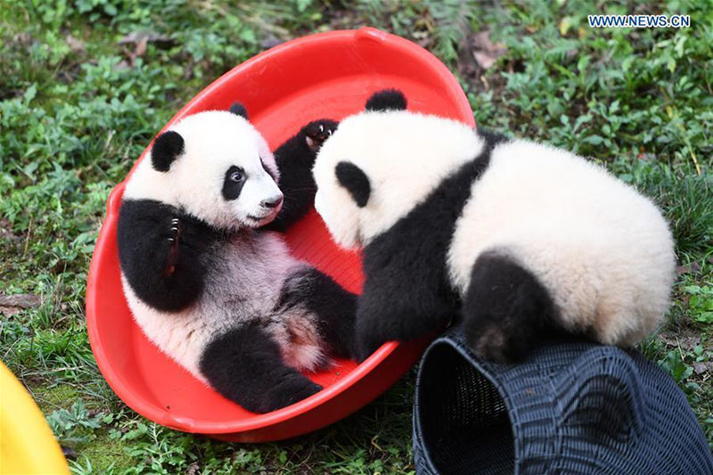 Le zoo de Chongqing organise une fête d'anniversaire pour quatre petits pandas de six mois