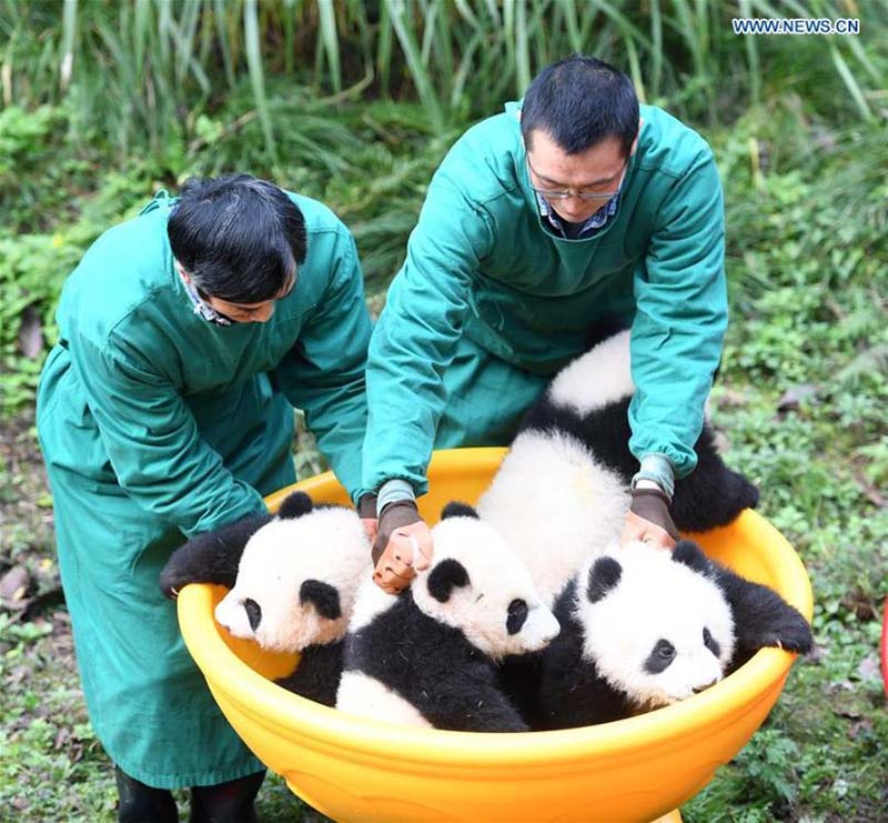 Le zoo de Chongqing organise une fête d'anniversaire pour quatre petits pandas de six mois