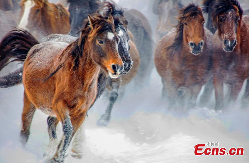 Xinjiang : des dizaines de milliers de chevaux galopent sur la prairie enneigée