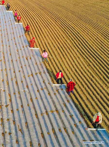 Les agriculteurs chinois reprennent la production