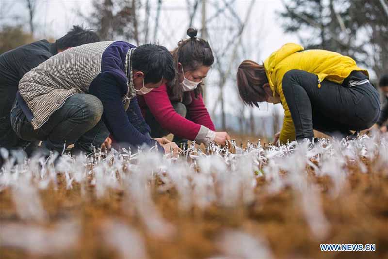 Les agriculteurs chinois reprennent la production