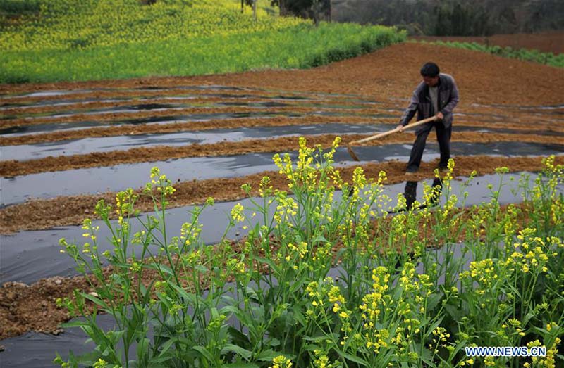 En photos?: les travaux agricoles de printemps à travers la Chine