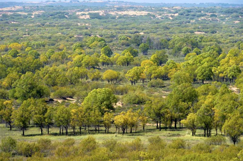 Dans le comté de Yanchi dans la province du Ningxia en Chine, les zones humides émergent au milieu du désert