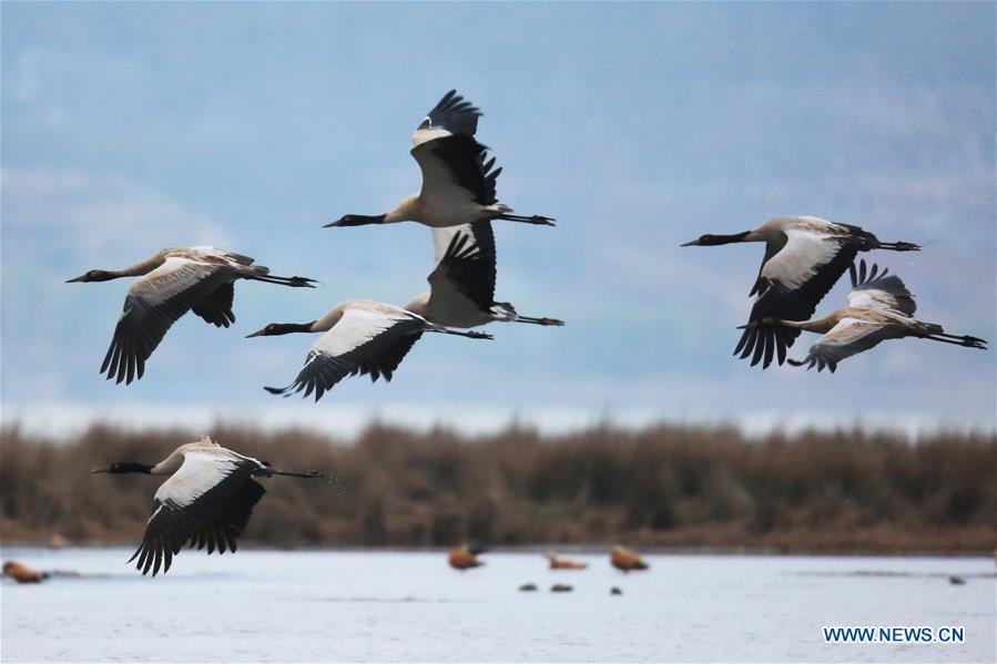 Chine: grues à cou noir au Guizhou