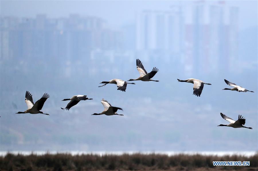 Chine: grues à cou noir au Guizhou