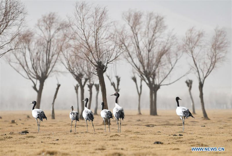 Des grues à cou noir aper?ues à Shannan, au Tibet?