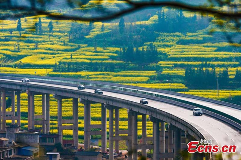 Les fleurs de colza en pleine floraison dans le Sichuan