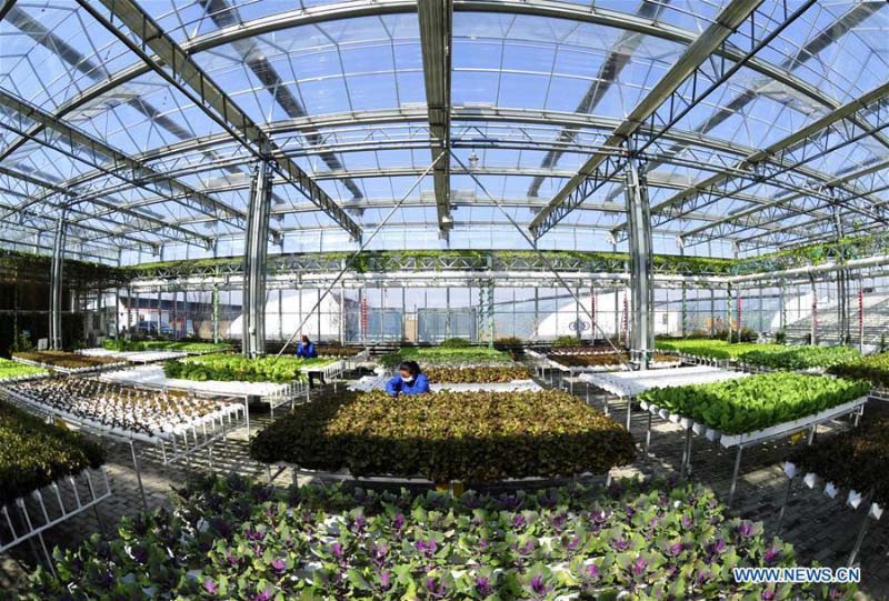 Le Hebei construit des zones agricoles modernes pour aider à augmenter les revenus des agriculteurs