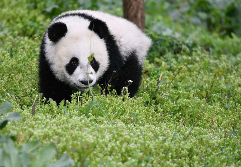 Un moment avec les petits d'un panda géant dans le Shaanxi