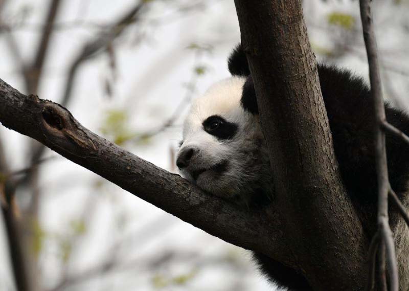 Un moment avec les petits d'un panda géant dans le Shaanxi