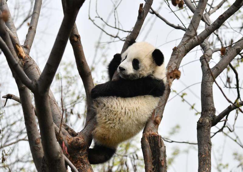 Un moment avec les petits d'un panda géant dans le Shaanxi
