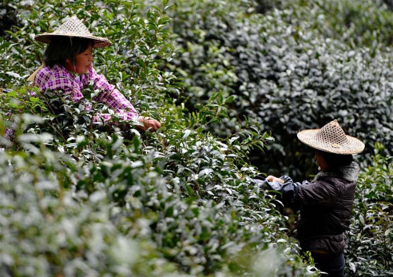 L'heure de la récolte est arrivée pour le thé noir de Wuyishan