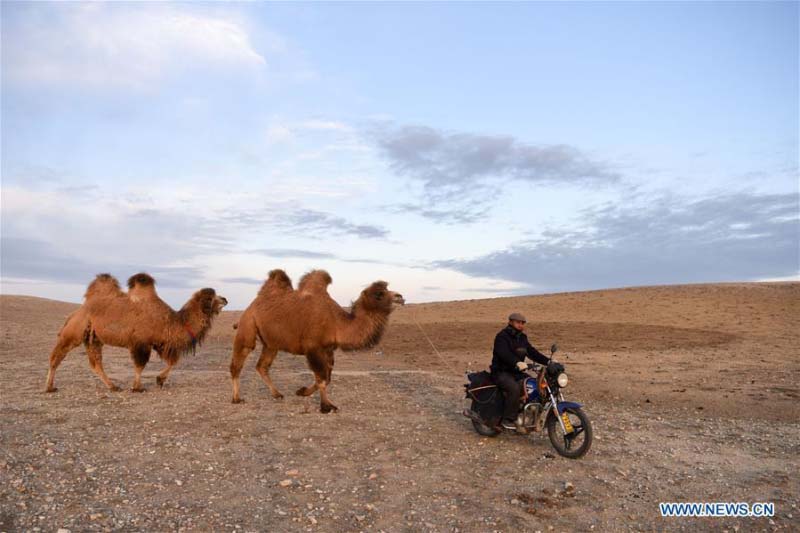 Avec l'arrivée du printemps, les bergers du Xinjiang transfèrent le bétail dans les paturages de printemps