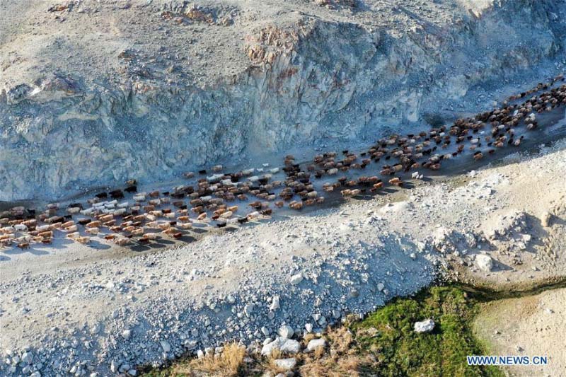 Avec l'arrivée du printemps, les bergers du Xinjiang transfèrent le bétail dans les paturages de printemps