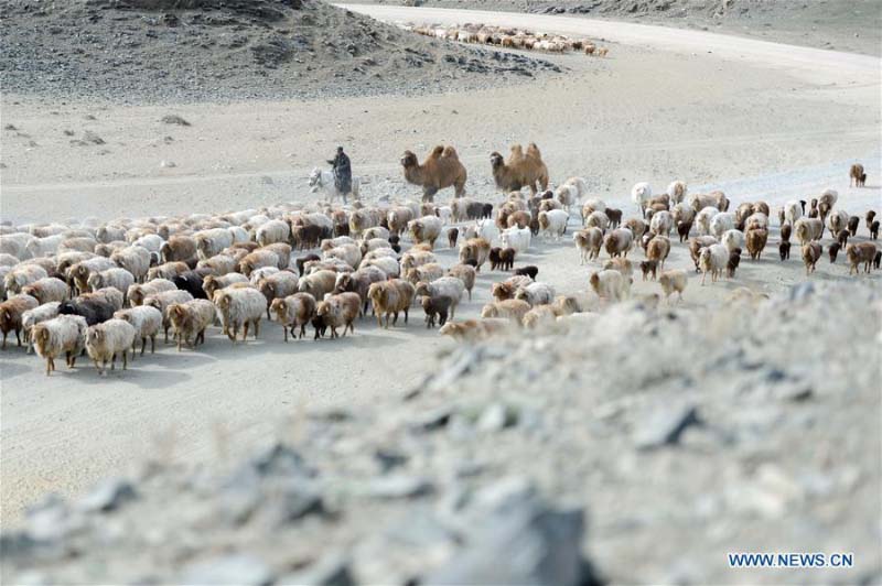 Avec l'arrivée du printemps, les bergers du Xinjiang transfèrent le bétail dans les paturages de printemps