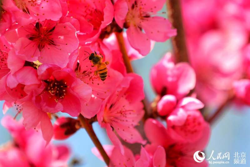Profitez d'une Exposition mondiale d'horticulture ? éternelle ? à Beijing