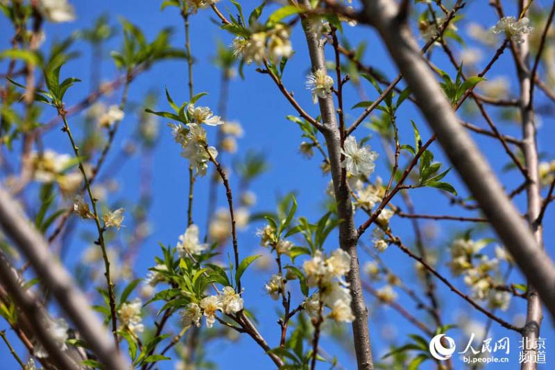 Profitez d'une Exposition mondiale d'horticulture ? éternelle ? à Beijing