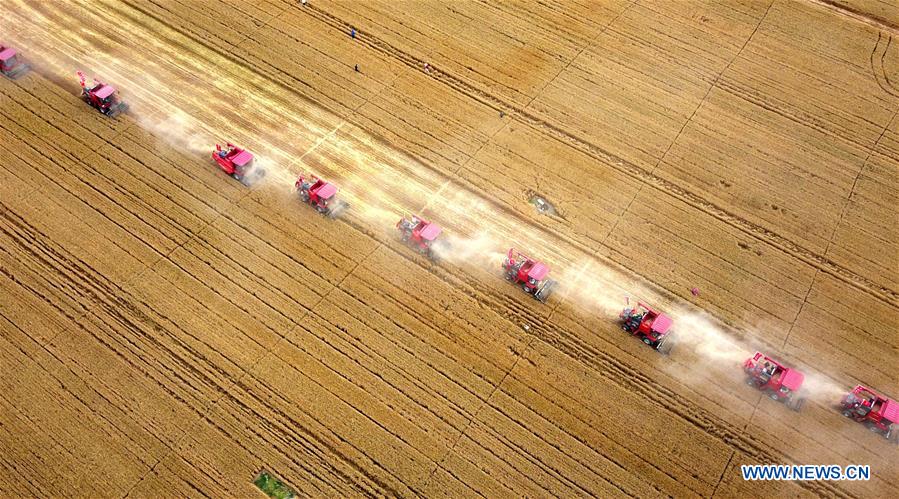 Chine: récolte du blé au Hebei