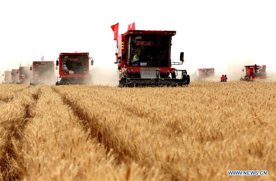 Chine: récolte du blé au Hebei