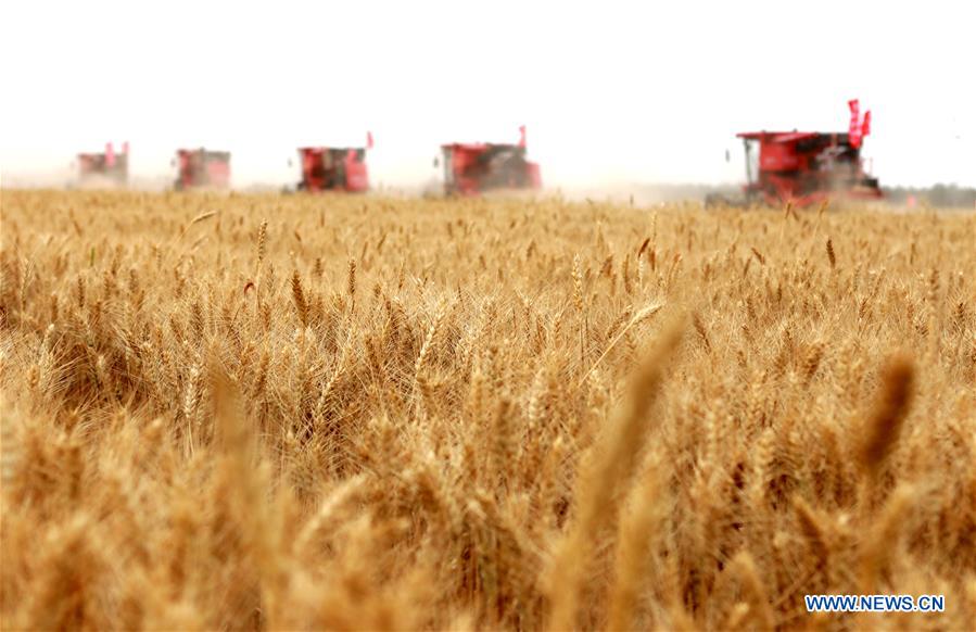 Chine: récolte du blé au Hebei