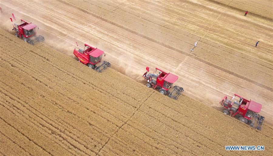 Chine: récolte du blé au Hebei