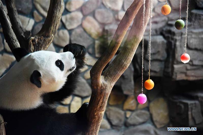Face à la hausse des températures, le zoo de Jinan prépare une salle climatisée pour son panda géant