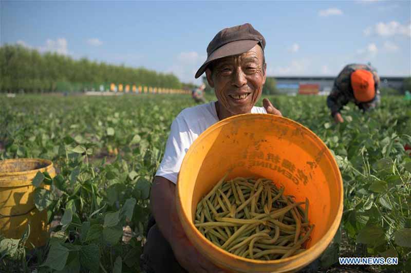 Chine : plantation de haricots verts pour réduire la pauvreté au Heilongjiang