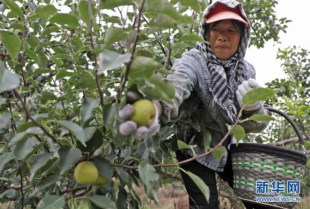 La Chine célèbre des récoltes exceptionnelles durement gagnées avec un festival national
