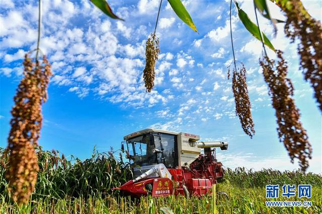La Chine célèbre des récoltes exceptionnelles durement gagnées avec un festival national