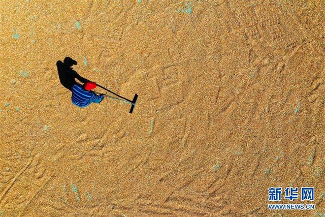 La Chine célèbre des récoltes exceptionnelles durement gagnées avec un festival national