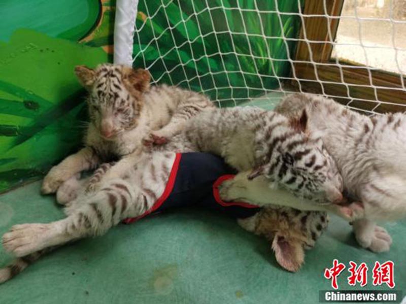 Un zoo de Changzhou organise un match de football entre tigres blancs