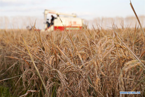 La Chine appelée à jouer un r?le important dans la sécurité alimentaire mondiale