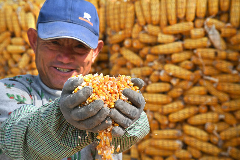La Chine annonce sa récolte d'automne