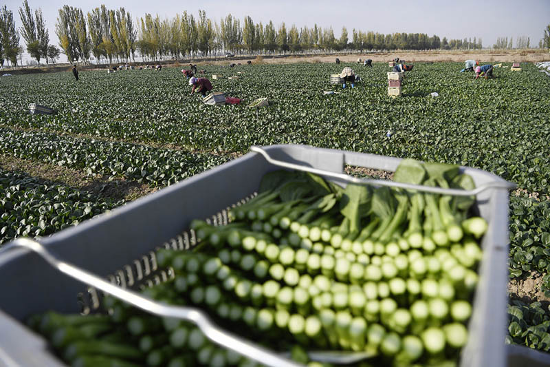 La Chine annonce sa récolte d'automne