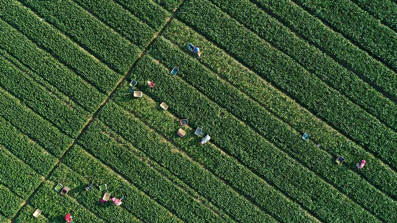 La Chine annonce sa récolte d'automne