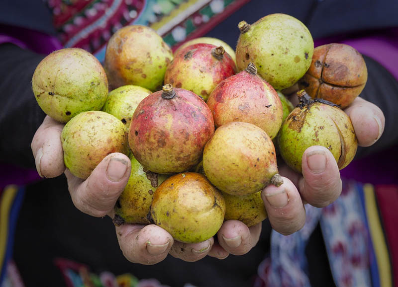 La Chine annonce sa récolte d'automne