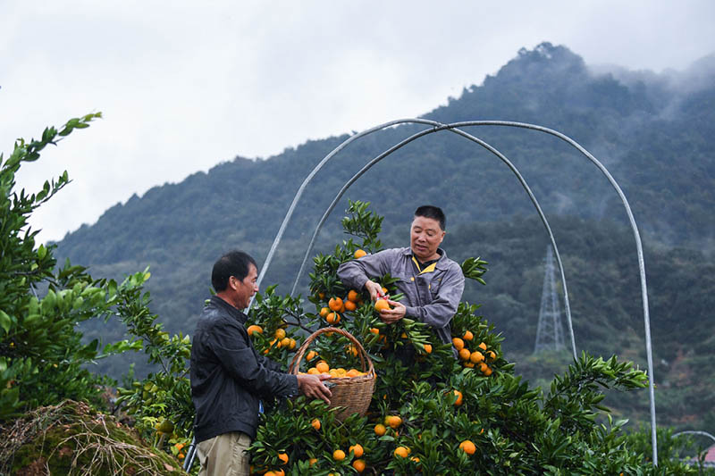 La Chine annonce sa récolte d'automne