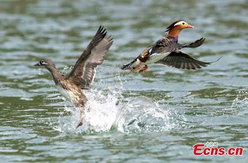 Plus de 1 000 canards mandarins migrent vers la rivière Zhanghe pour l'hiver