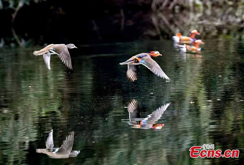 Plus de 1 000 canards mandarins migrent vers la rivière Zhanghe pour l'hiver