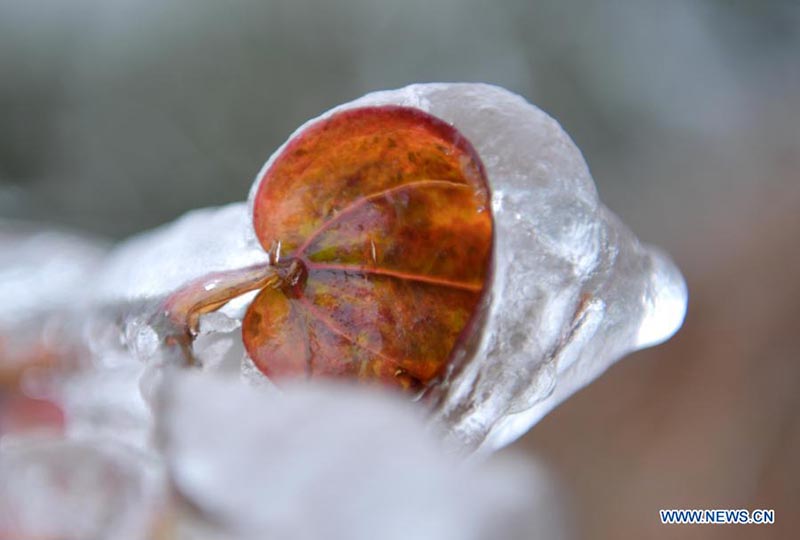 En photos: des plantes couvertes de glace dans le Hubei