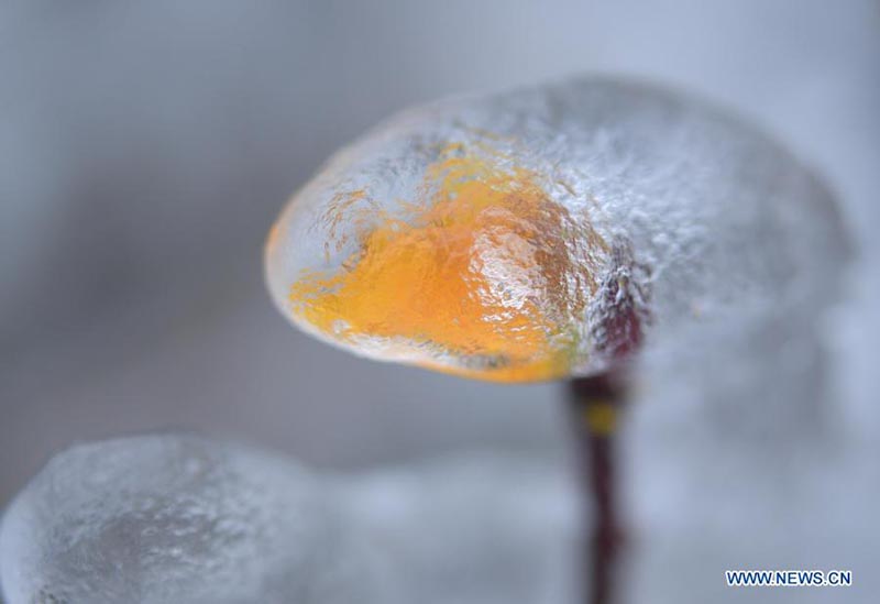 En photos: des plantes couvertes de glace dans le Hubei