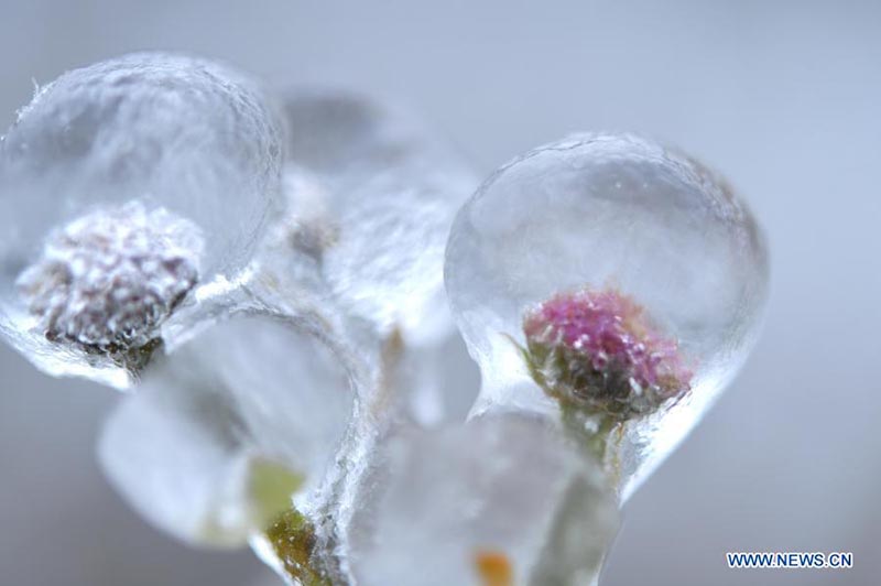 En photos: des plantes couvertes de glace dans le Hubei