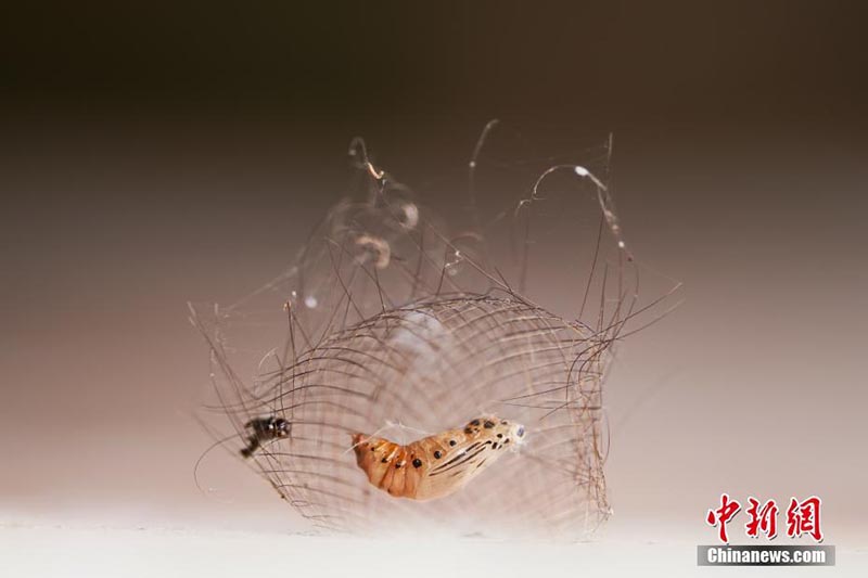 Yunnan : la ? Semaine de promotion de la conservation de la biodiversité ? à Xishuangbanna