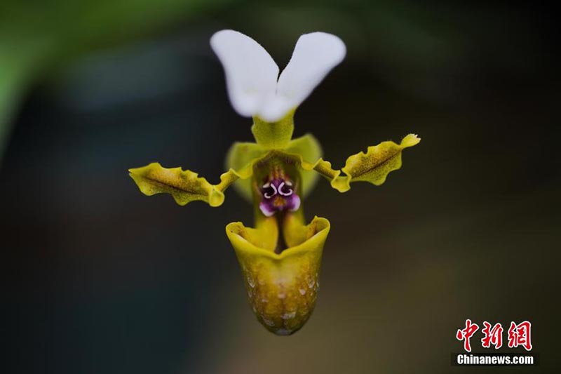 Yunnan : la ? Semaine de promotion de la conservation de la biodiversité ? à Xishuangbanna