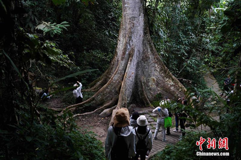 Yunnan : la ? Semaine de promotion de la conservation de la biodiversité ? à Xishuangbanna
