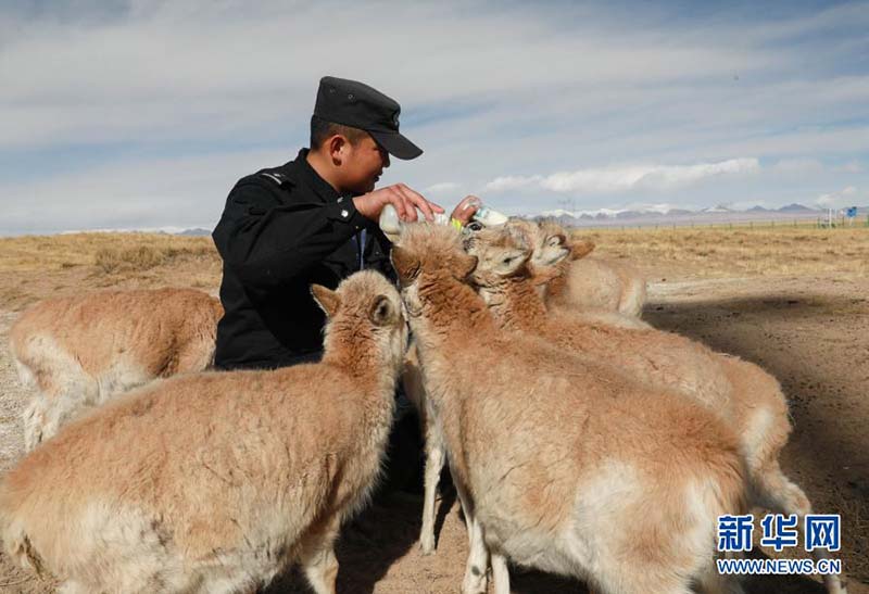 Une ? maternelle ? pour les antilopes du Tibet à Kekexili, dans la province du Qinghai