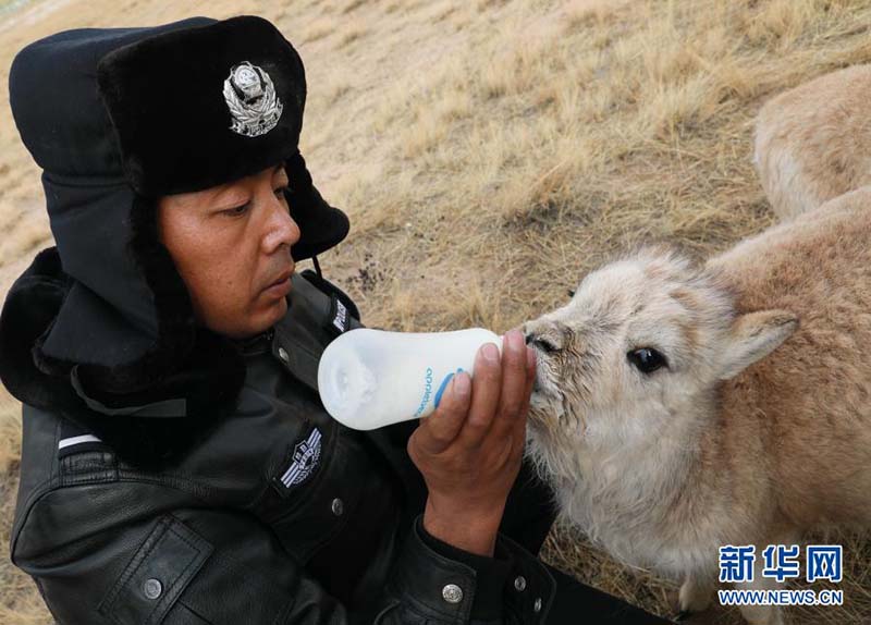 Une ? maternelle ? pour les antilopes du Tibet à Kekexili, dans la province du Qinghai