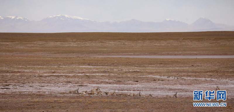 Une ? maternelle ? pour les antilopes du Tibet à Kekexili, dans la province du Qinghai